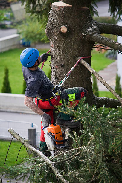 Best Palm Tree Trimming  in Dover, TN