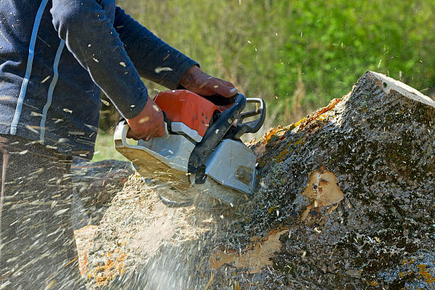 Dover, TN  Tree Services Company